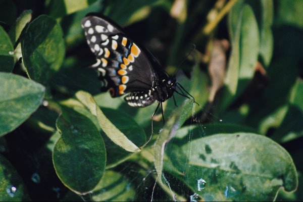 720055 Black Swallowtail Butterfly, Wichita, Kansas, U.S.A. A4 Photo Print