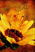 720056 Clouded Sulphur On Yellow Flower A4 Limited Edition Watercolour Print