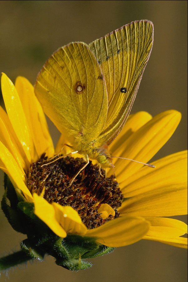 720056 Clouded Sulphur On Yellow Flower A4 Photo Print