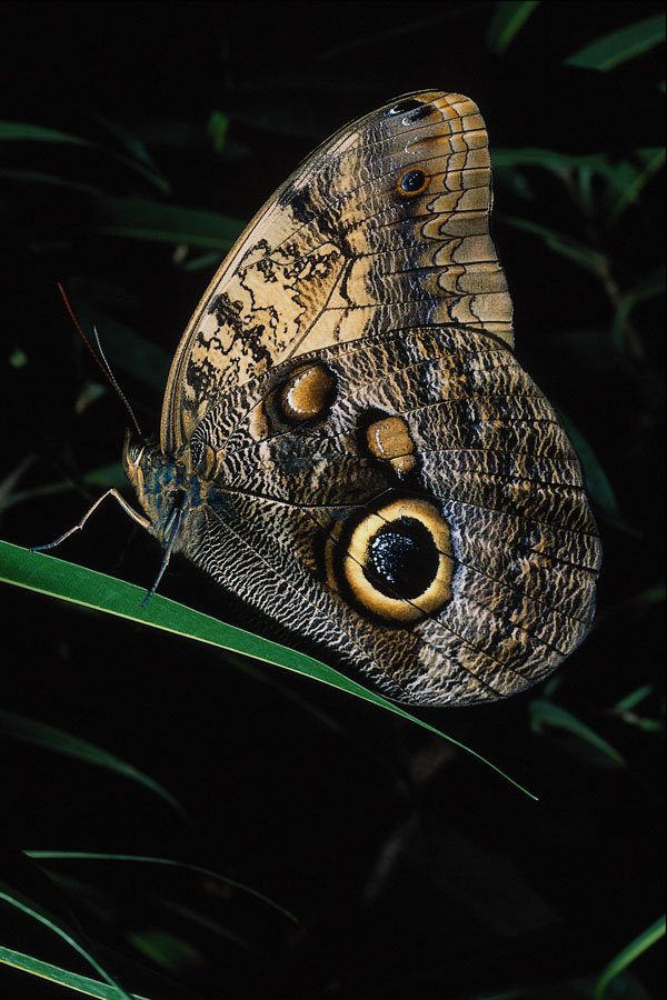 720057 Giant Owl A4 Photo Print