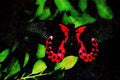 720058 Two Scarlet Mormon Butterflies Breeding A4 Limited Edition Watercolour Print