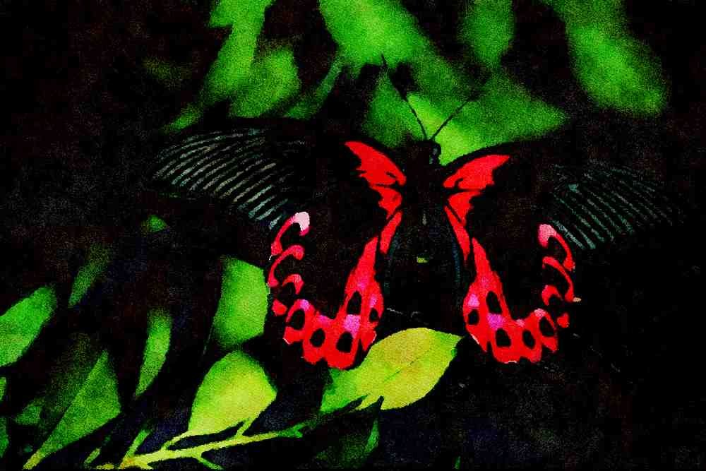 720058 Two Scarlet Mormon Butterflies Breeding A4 Limited Edition Watercolour Print
