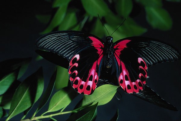 720058 Two Scarlet Mormon Butterflies Breeding A4 Photo Print