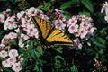 720059 Western Tiger Swallowtail On White Phlox Top A4 Photo Print