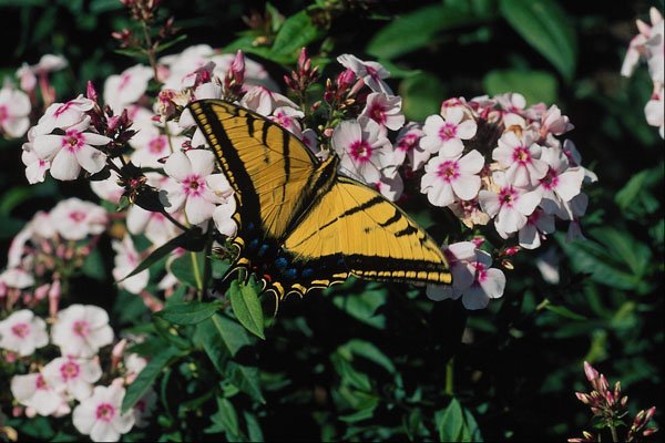 720059 Western Tiger Swallowtail On White Phlox Top A4 Photo Print