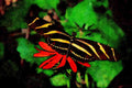720060 Zebra Butterfly On Mexican Flaming Vine Flower A4 Limited Edition Watercolour Print