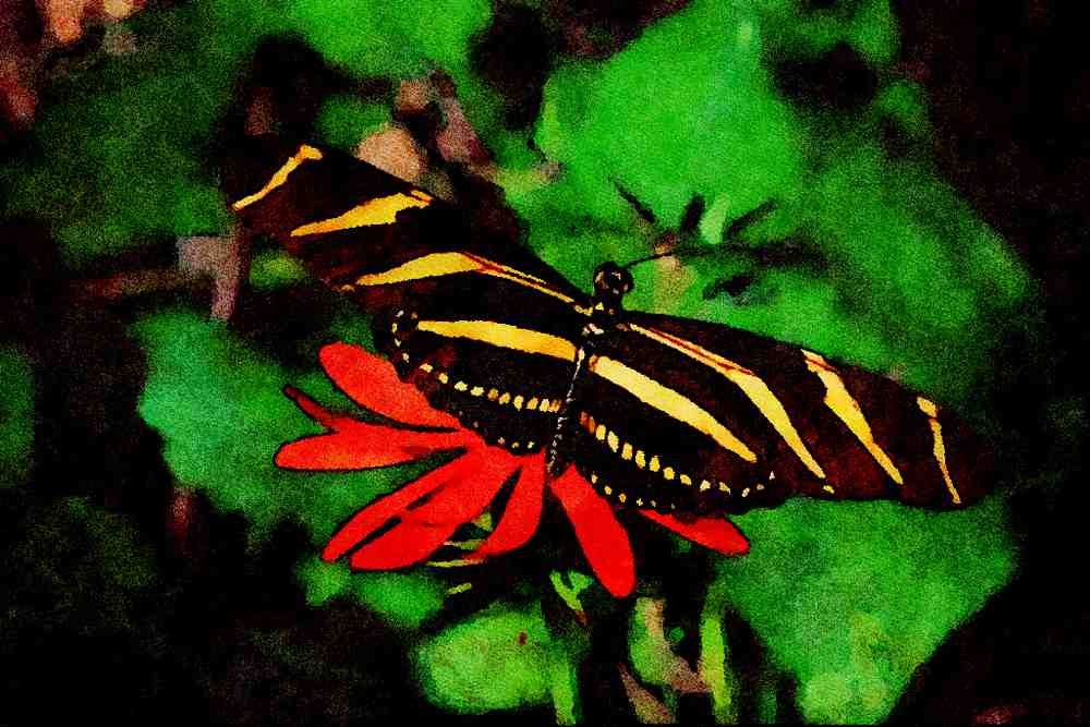 720060 Zebra Butterfly On Mexican Flaming Vine Flower A4 Limited Edition Watercolour Print