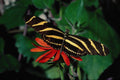 720060 Zebra Butterfly On Mexican Flaming Vine Flower A4 Photo Print