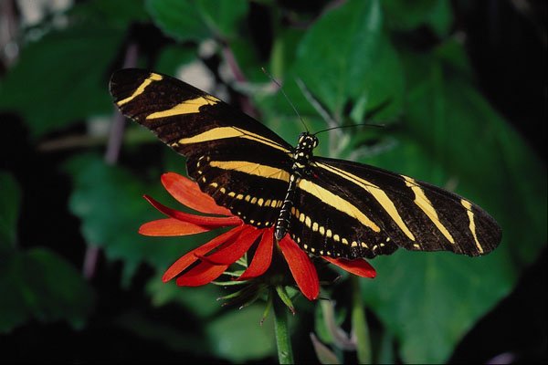 720060 Zebra Butterfly On Mexican Flaming Vine Flower A4 Photo Print
