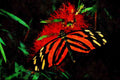 720061 Tiger Butterfly On Bottle Brush Flower A4 Limited Edition Watercolour Print
