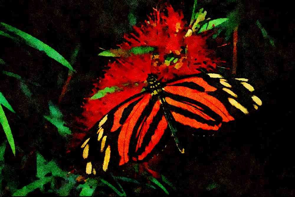 720061 Tiger Butterfly On Bottle Brush Flower A4 Limited Edition Watercolour Print