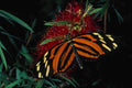 720061 Tiger Butterfly On Bottle Brush Flower A4 Photo Print