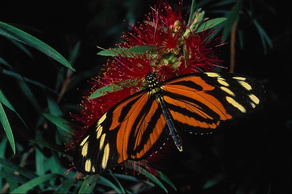 720061 Tiger Butterfly On Bottle Brush Flower A4 Photo Print