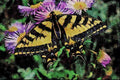 720062 Western Tiger Swallowtail A4 Limited Edition Watercolour Print