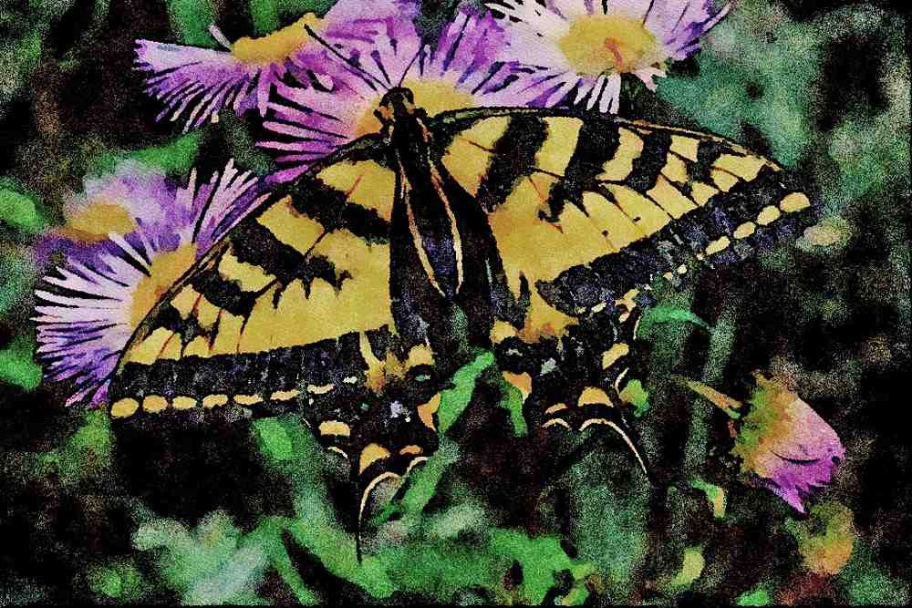 720062 Western Tiger Swallowtail A4 Limited Edition Watercolour Print