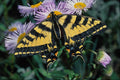 720062 Western Tiger Swallowtail A4 Photo Print