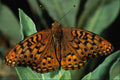 720063 Aphrodite On Green Leaves A4 Photo Print