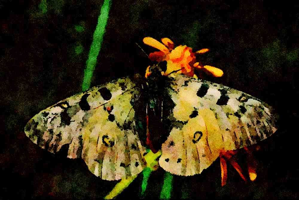 720064 Phoebus' Parnassian With Yellow Flower A4 Limited Edition Watercolour Print