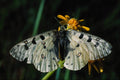 720064 Phoebus' Parnassian With Yellow Flower A4 Photo Print