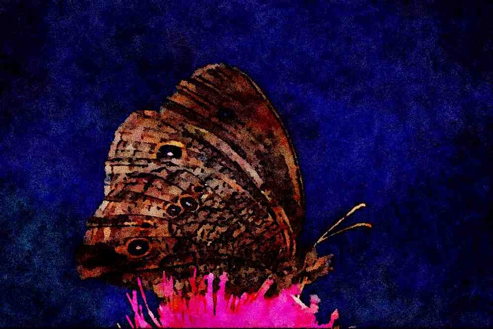 720065 Wood Nymph On Pink Thistle Against Blue Sky A4 Limited Edition Watercolour Print