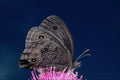 720065 Wood Nymph On Pink Thistle Against Blue Sky A4 Photo Print