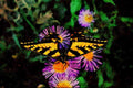 720066 Western Tiger Swallowtail On Pink Aster A4 Limited Edition Watercolour Print
