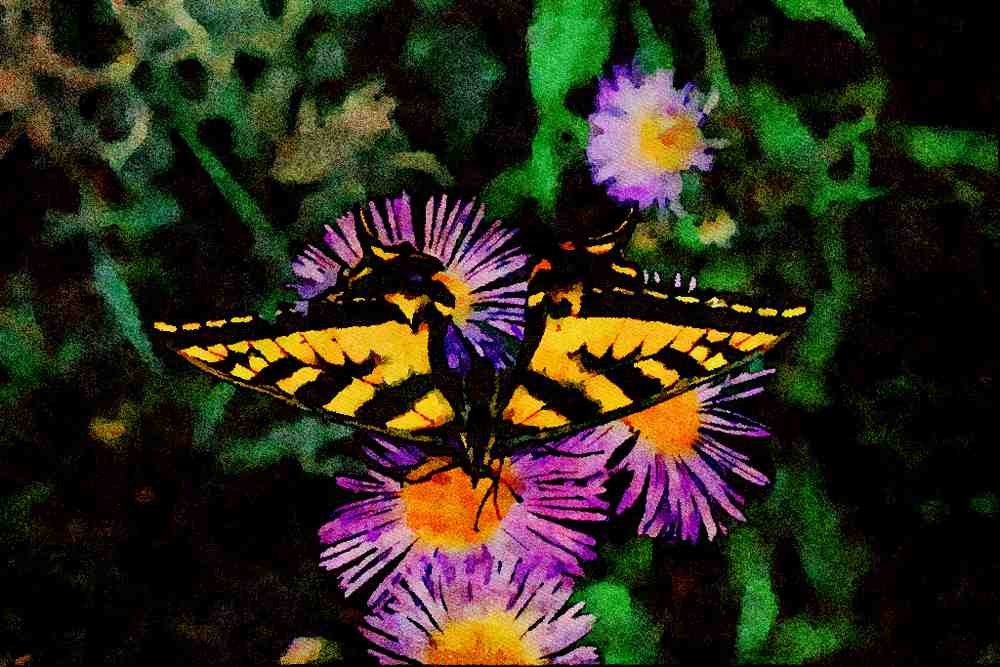 720066 Western Tiger Swallowtail On Pink Aster A4 Limited Edition Watercolour Print