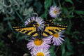 720066 Western Tiger Swallowtail On Pink Aster A4 Photo Print