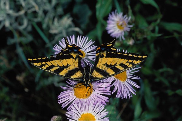 720066 Western Tiger Swallowtail On Pink Aster A4 Photo Print