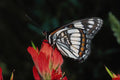 720067 Western Admiral On Red Indian Paintbrush Flower A4 Photo Print