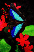 720068 Blue King Shoemake With Red Jatropha Flowers A4 Limited Edition Watercolour Print