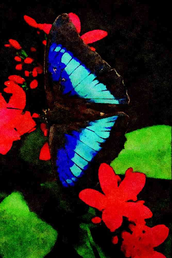 720068 Blue King Shoemake With Red Jatropha Flowers A4 Limited Edition Watercolour Print