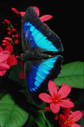 720068 Blue King Shoemake With Red Jatropha Flowers A4 Photo Print