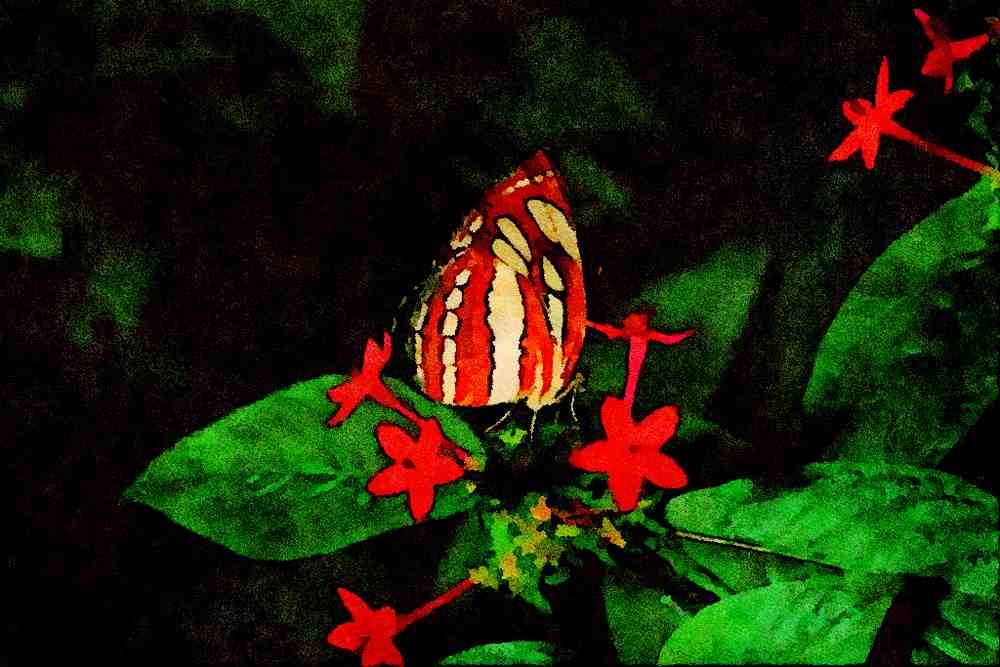 720069 Sailor On Red Pentas Flowers A4 Limited Edition Watercolour Print