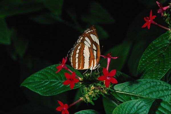 720069 Sailor On Red Pentas Flowers A4 Photo Print
