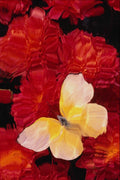 720071 Yellow Sulphur On Red Autumn Leaves A4 Photo Print