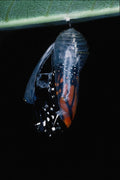 720072 Monarch Butterfly Emerging A4 Photo Print