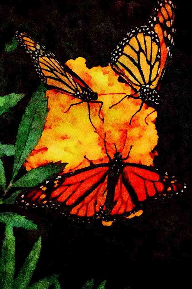 720073 Monarch Butterflies Feeding A4 Limited Edition Watercolour Print