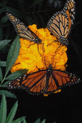 720073 Monarch Butterflies Feeding A4 Photo Print