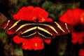 720074 Zebra Longwing, Heliconius Charitonius A4 Limited Edition Watercolour Print