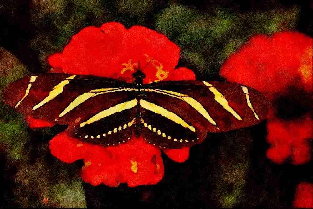 720074 Zebra Longwing, Heliconius Charitonius A4 Limited Edition Watercolour Print