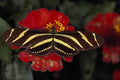 720074 Zebra Longwing, Heliconius Charitonius A4 Photo Print