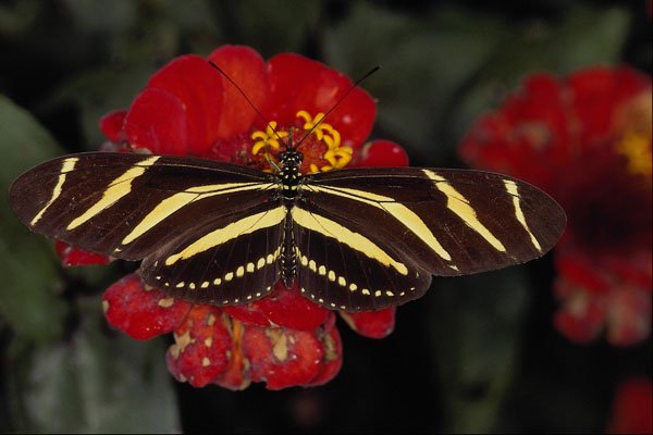 720074 Zebra Longwing, Heliconius Charitonius A4 Photo Print