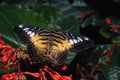 720075 Blue And Yellow Triangle, Graphium Sp., Southeast Asia A4 Photo Print