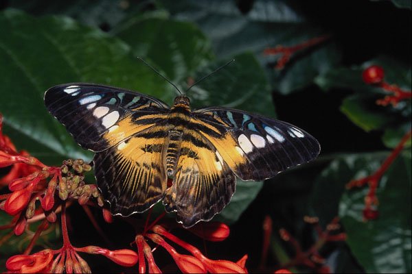720075 Blue And Yellow Triangle, Graphium Sp., Southeast Asia A4 Photo Print