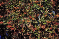 720076 Monarch Butterflies A4 Limited Edition Watercolour Print