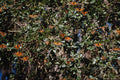 720076 Monarch Butterflies A4 Photo Print