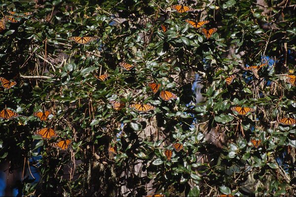 720076 Monarch Butterflies A4 Photo Print