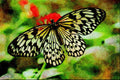 720077 Butterfly A4 Limited Edition Watercolour Print