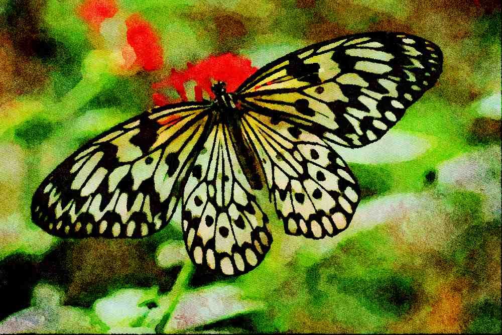 720077 Butterfly A4 Limited Edition Watercolour Print